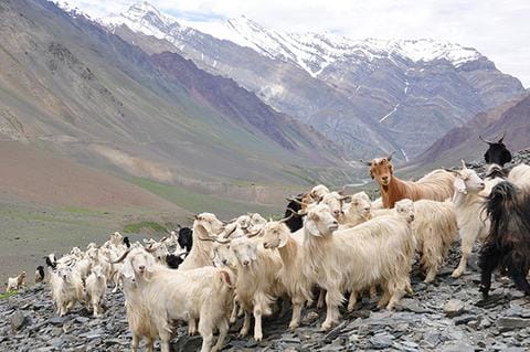 Salul din Cashmere intre mit si realitate! Cum sa recunoasteti Cashmere-ul autentic