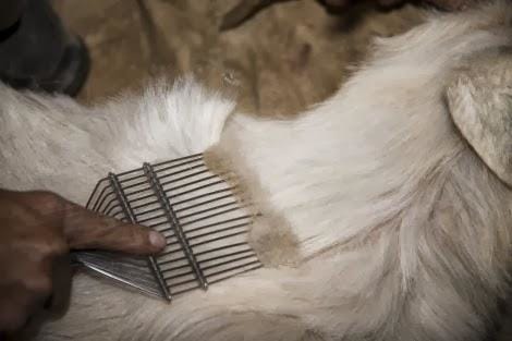 Salul din Cashmere intre mit si realitate! Cum sa recunoasteti Cashmere-ul autentic
